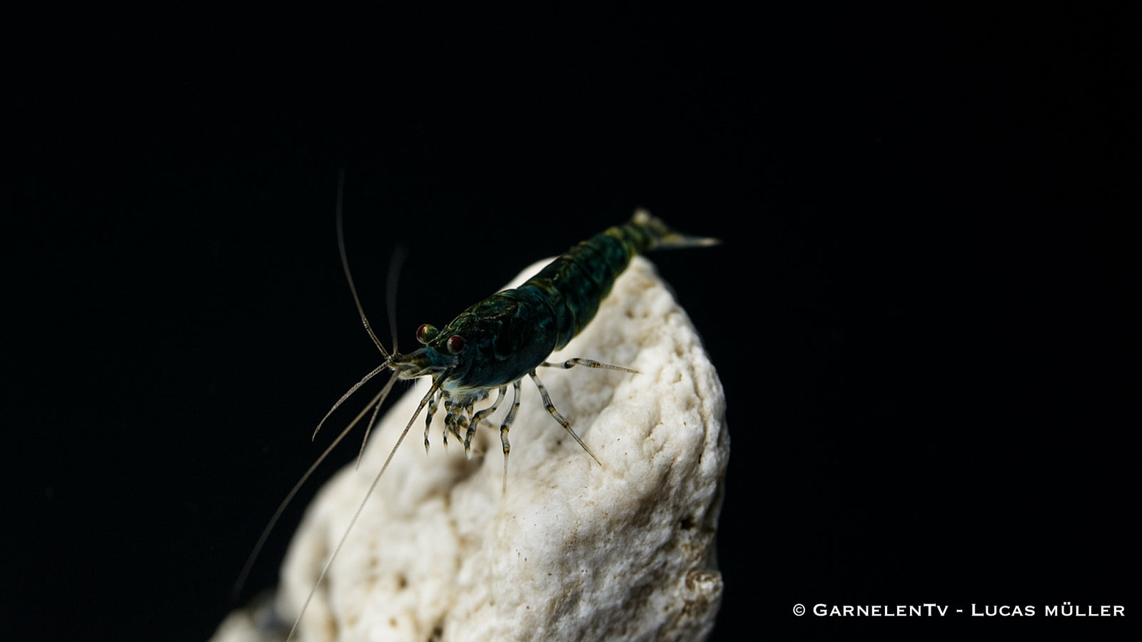 Green Jade Garnele - Neocaridina davidi "Green Jade" DARK - GarnelenTv-Shop

Green Jade Garnele auf hellem Bodengrund

