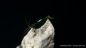 Nahaufnahme der Green Jade Garnele im Aquarium