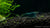 Green Jade Garnele - Neocaridina davidi "Green Jade" DARK - GarnelenTv-Shop

Green Jade Garnele auf hellem Bodengrund
