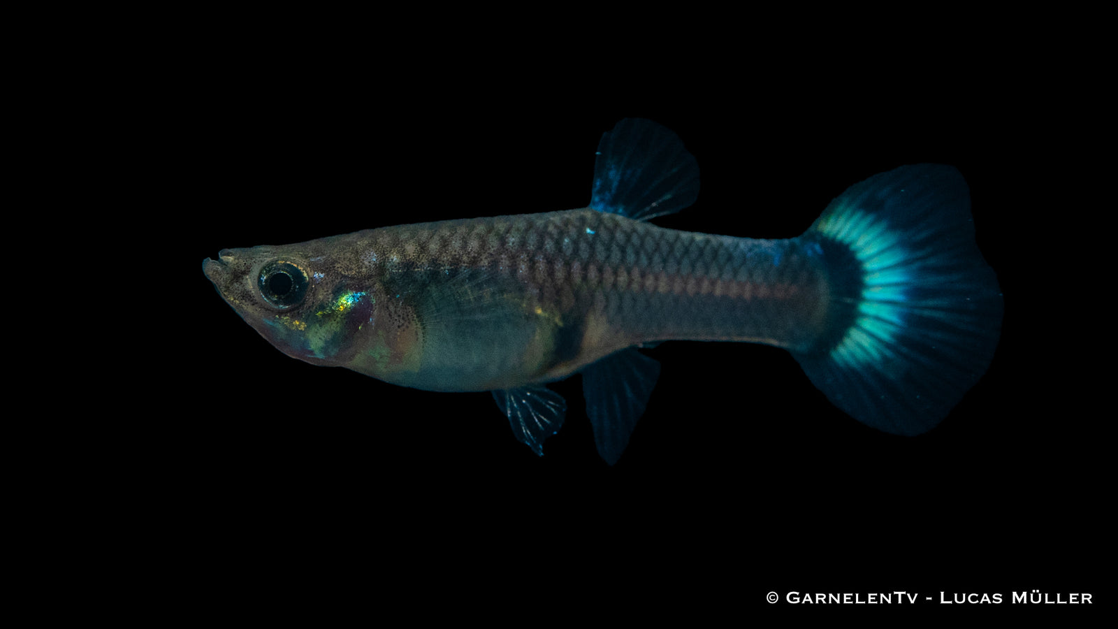 Weiblicher Guppy Blue Glass im Aquarium