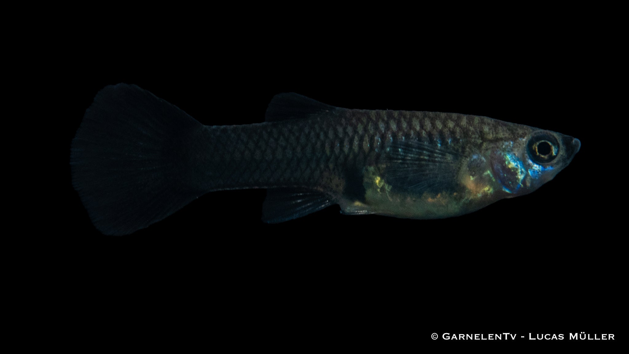 Guppy Weibchen Schwarz Tuxedo - Poecilia reticulata