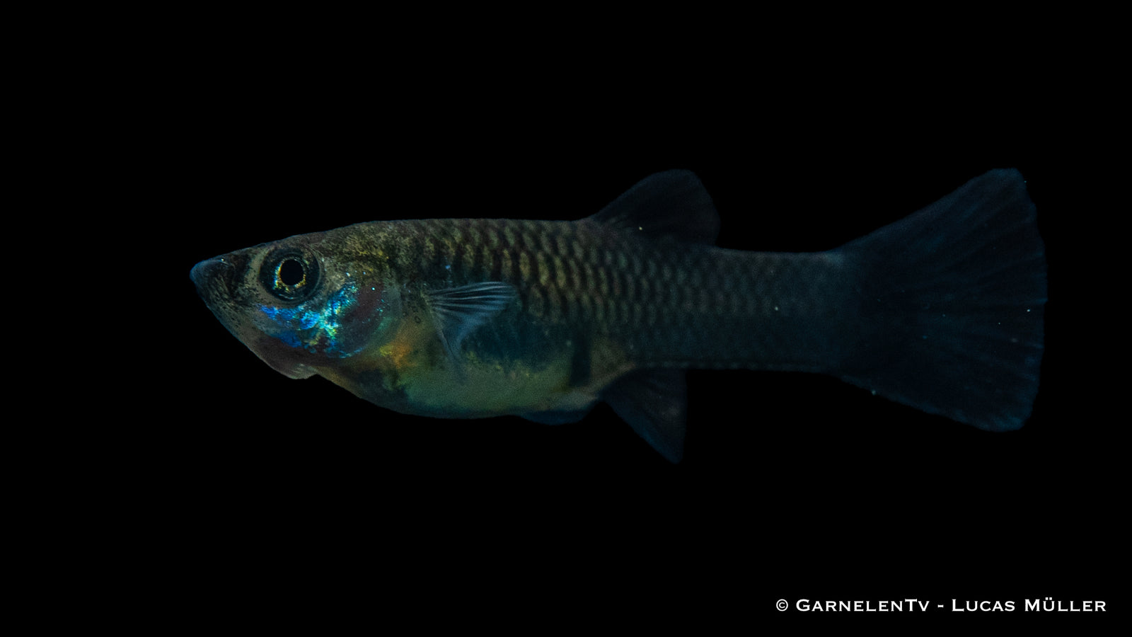 Guppy Weibchen Schwarz Tuxedo