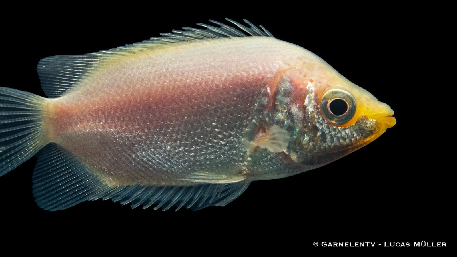 Küssender Gurami Helostoma temminckii im Aquarium