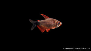 Peugeotsalmler - Hyphessobrycon peugeotorum