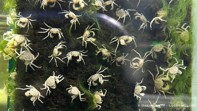 Microkrabbe - Limnopilos naiyanetri - GarnelenTv-Shop

Microkrabbe Limnopilos naiyanetri im Nanoaquarium

