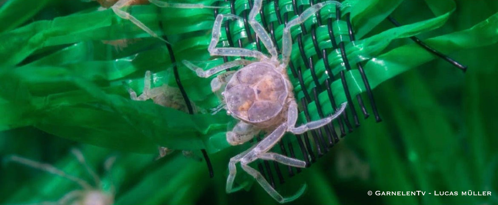 Microkrabbe - Limnopilos naiyanetri - GarnelenTv-Shop

Microkrabbe Limnopilos naiyanetri im Nanoaquarium

