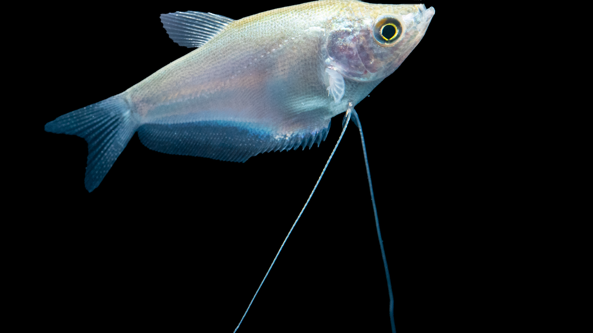 Mondscheinfadenfisch - Trichogaster microlepis