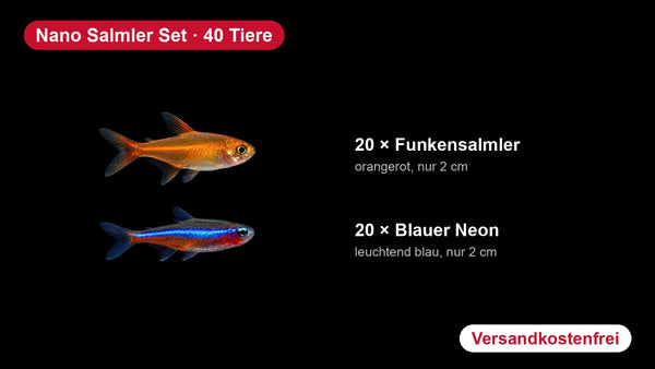 Nano Salmler Set - 20 Funkensalmler + 20 Blauer Neon