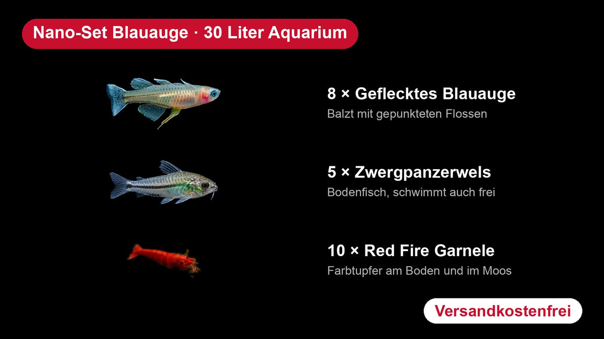 Nano-Set Blauauge für 30 Liter mit Gefleckten Blauaugen, Zwergpanzerwelsen und Red Fire Garnelen