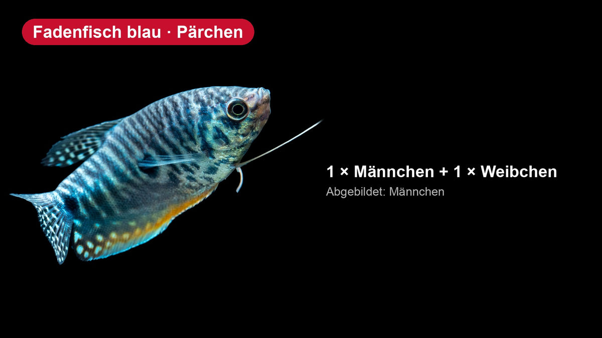 Fadenfisch blau Pärchen - Trichogaster trichopterus, 1 Männchen und 1 Weibchen