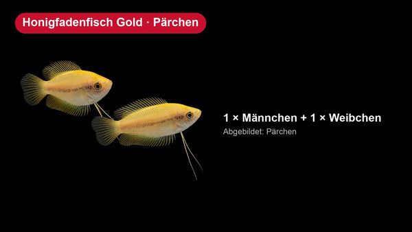 2x Honigfadenfisch Gold - Colisa chuna - Pärchen