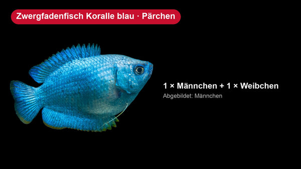 2x Zwergfadenfisch Koralle blau - Trichogaster lalius - Pärchen