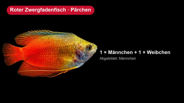 2x Roter Zwergfadenfisch - Colisa lalia - Pärchen
