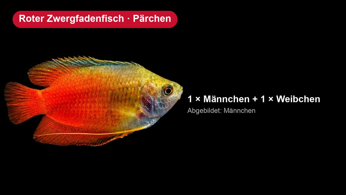 Roter Zwergfadenfisch Pärchen - Colisa lalia, 1 Männchen und 1 Weibchen