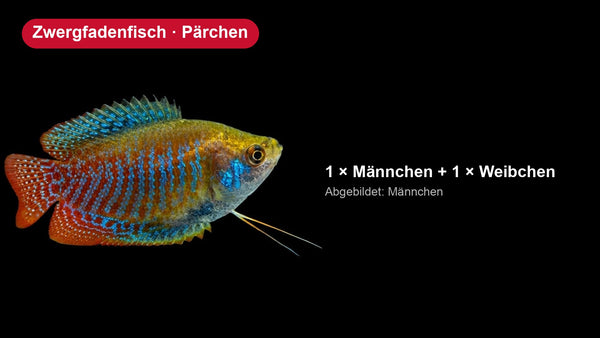 2x Zwergfadenfisch - Trichogaster lalius - Pärchen