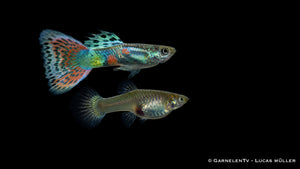 Guppy Wiener Smaragd Gold Paar Poecilia reticulata DNZ im bepflanzten Aquarium