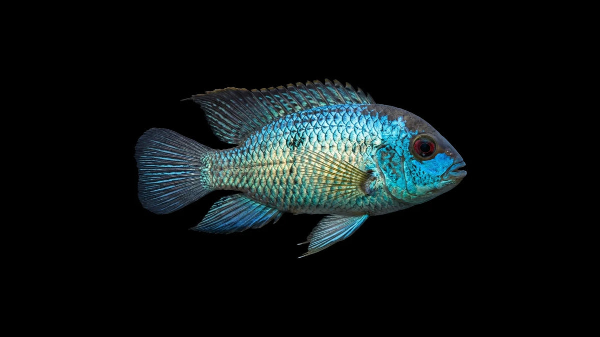 Blaupunkt Neon Blue Buntbarsch Andinoacara pulcher mit intensiv blauer Färbung und schimmernden Punkten im Aquarium
