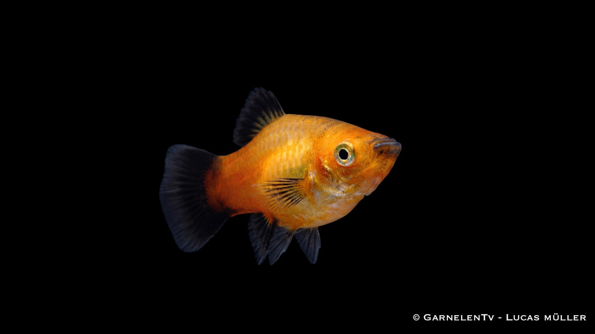 Platy Gold Wagtail - Xiphophorus maculatus