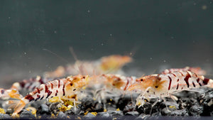 Nahaufnahme einer Gruppe von Tigergarnelen

Muster der Tigergarnele auf dunklem Soil

