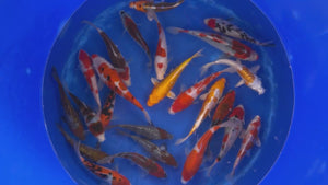 Japan Koi Oofuchi - Cyprinus Carpio (18-22 cm)
