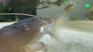 BLAUE GABUNFÄCHERHANDGARNELE - MONSTERFÄCHERGARNELE - ATYA GABONENSIS