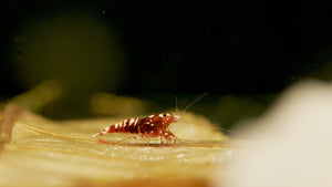 Rote Pinto Zebra Garnele als Algenfresser in Aquarien
