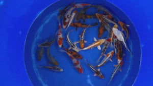Japan Koi Oofuchi - Cyprinus Carpio (14-16 cm)