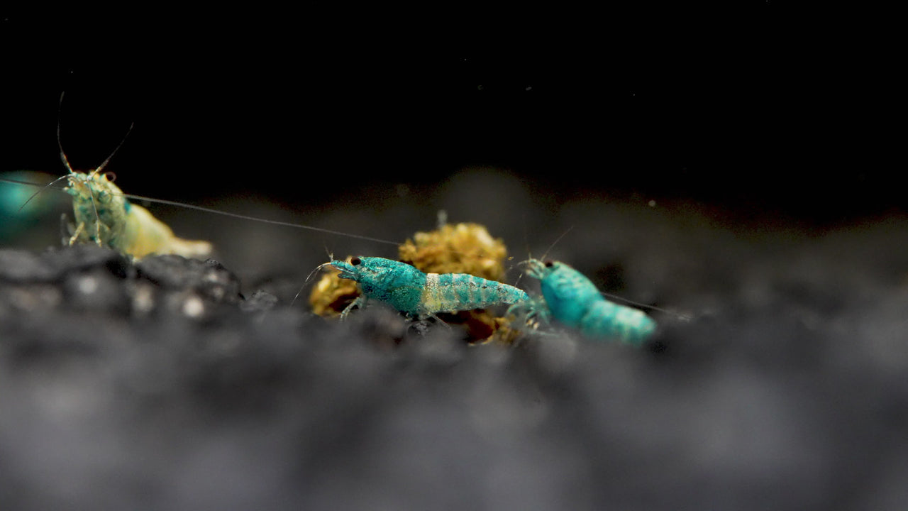 Nahaufnahme der Taiwan Bee Blue Bolt Garnelen im Aquarium