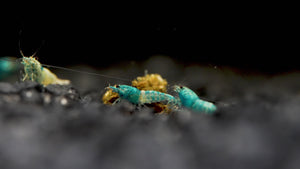 Nahaufnahme der Taiwan Bee Blue Bolt Garnelen im Aquarium