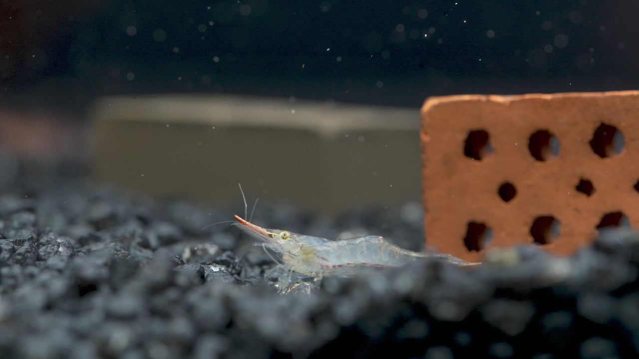 Caridina gracilirostris mit roter Färbung