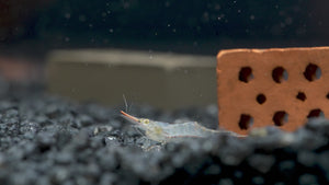 Caridina gracilirostris mit roter Färbung