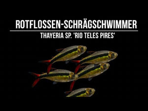 Auffälliger Zierfisch mit roter Schwanzflosse
