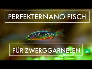 Naheaufnahme eines Perlhuhnbärblings im Aquarium