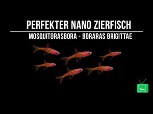 Friedlicher Moskitobärbling (Boraras brigittae) in einem Schwarm
