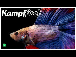 Kampffisch Weiblich - Betta splendens