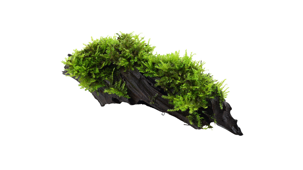 Aquarium Moos Deko Wurzel - Aquariumwurzel mit Christmasmoos