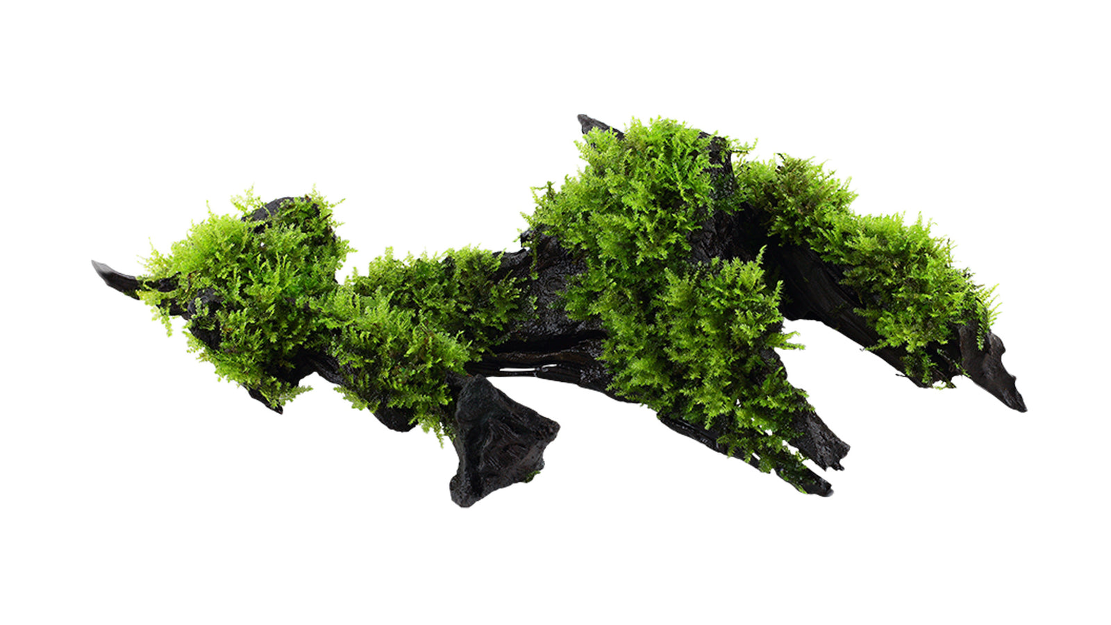 Aquarium Moos Deko Wurzel - Aquariumwurzel mit Christmasmoos