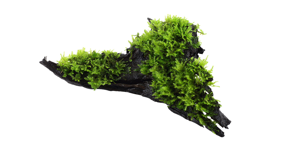Aquarium Moos Deko Wurzel - Aquariumwurzel mit Christmasmoos