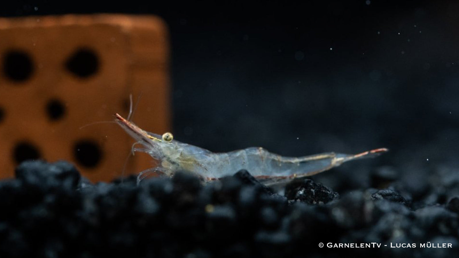 Rote Nashorngarnele - Caridina gracilirostris - GarnelenTv-Shop

Rote Nashorngarnele im Aquarium

