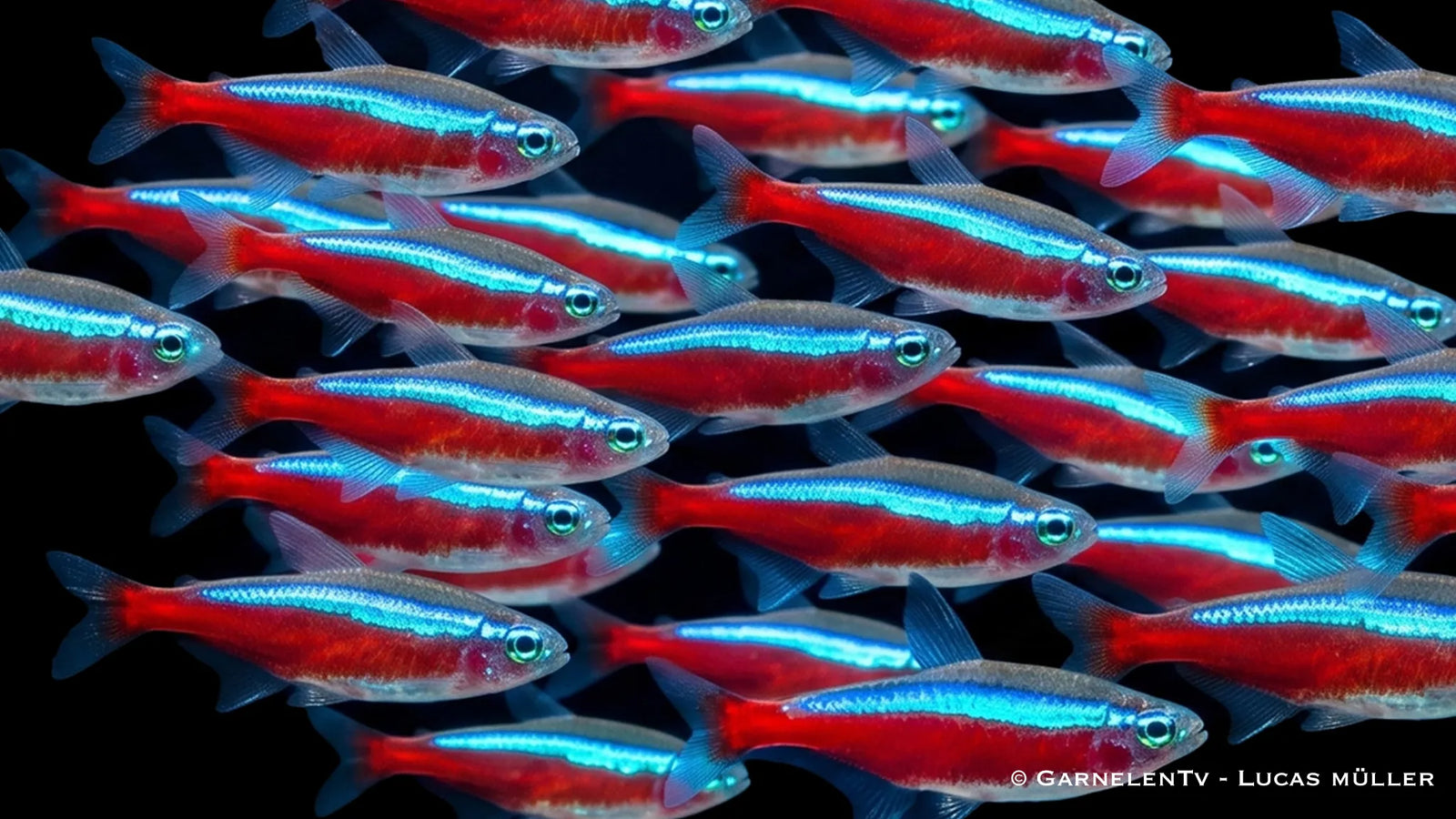 Schwarm Roter Neon in einem Aquascape Aquarium mit viel Platz