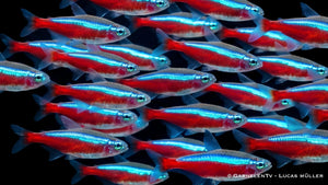 Roter Neon nahaufnahme im Aquarium mit Schwarzen Hintergrund