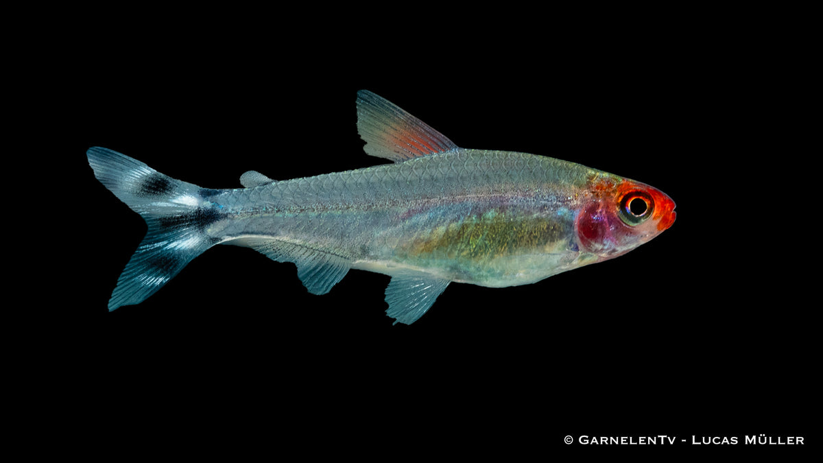 Rotkopfsalmler (Petitella bleheri) im Aquarium