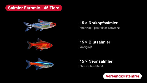 Salmler Farbmix - 15 Rotkopfsalmler + 15 Blutsalmler + 15 Neonsalmler