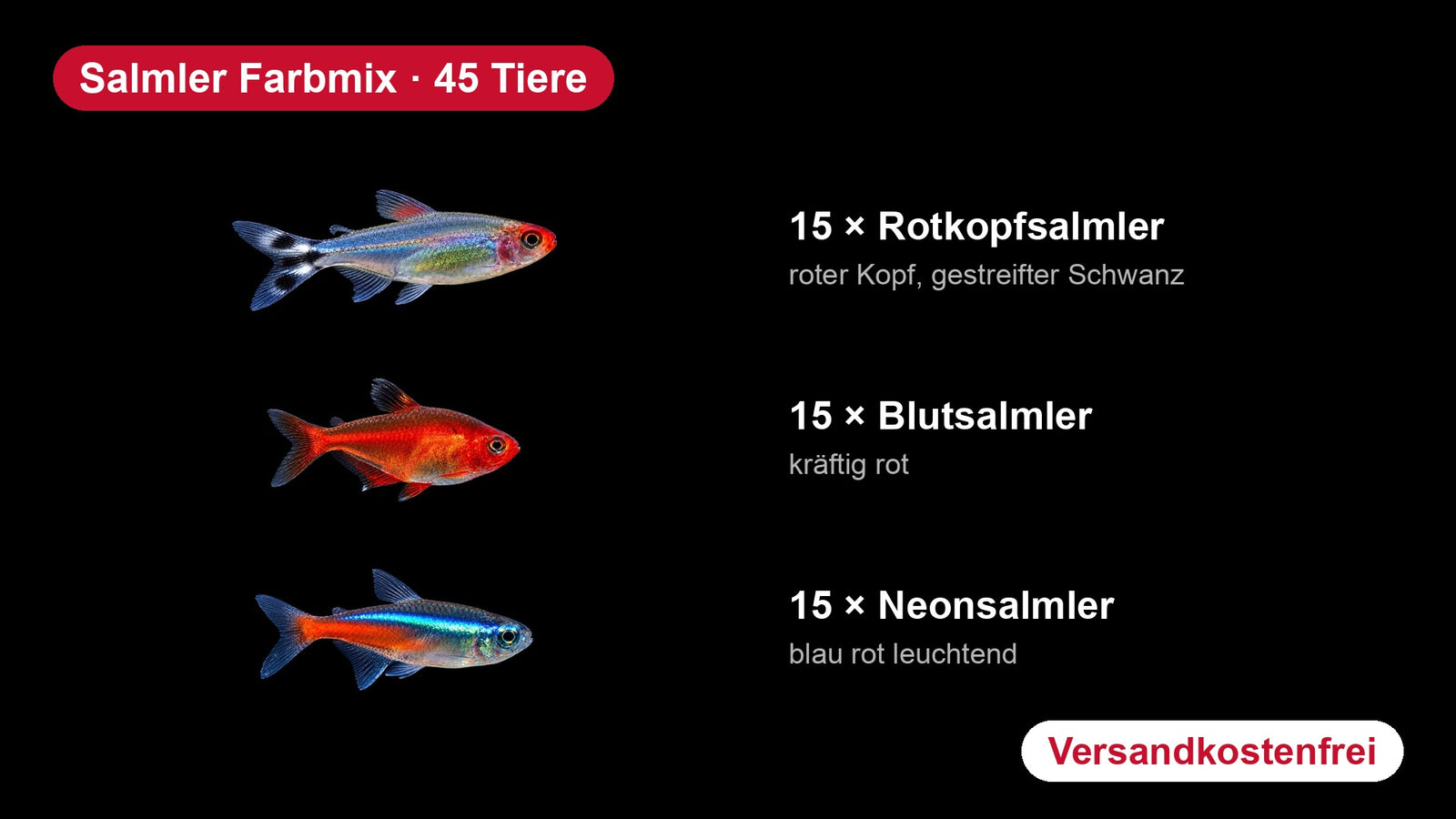 Salmler Farbmix: Rotkopfsalmler, Blutsalmler und Neonsalmler im Überblick