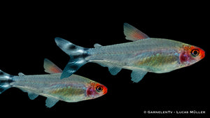 Schwarm von Rotkopfsalmlern (Petitella bleheri) im Aquarium