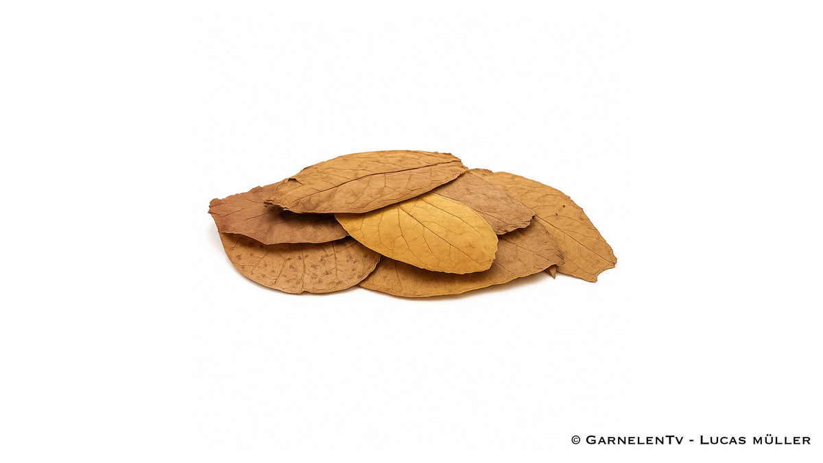 Seemandelbaum Blätter / Catappa Blätter 10 Stück - GarnelenTv-Shop

&quot;Seemandelbaum Blätter für gesunde Garnelen und Fische&quot;
