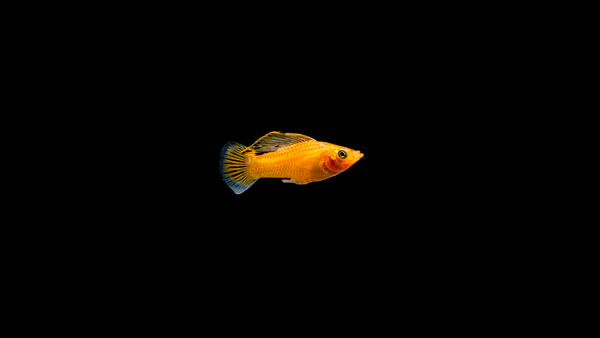 Segelkärpfling
