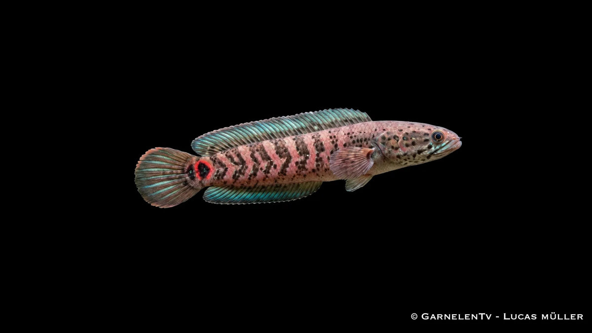 Asiatischer Schlangenkopffisch Channa asiatica mit langgestrecktem Körper und markanter Zeichnung im Aquarium