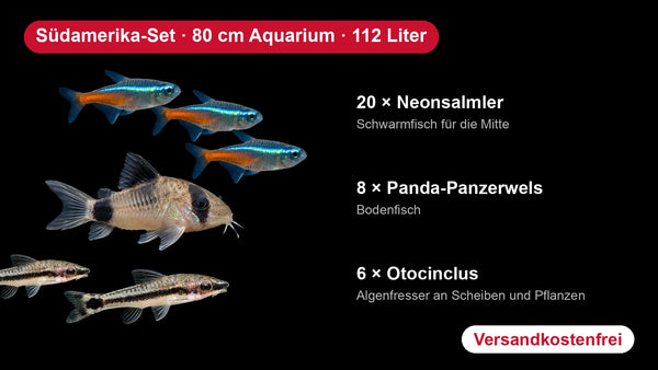 Südamerika-Set für 80 cm Aquarien (112 Liter) – 20 Neonsalmler, 8 Panda-Panzerwelse, 6 Otocinclus