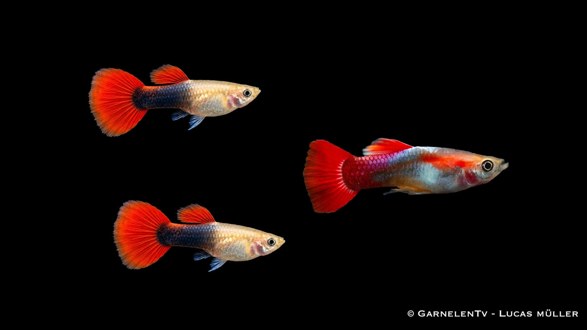 Guppy Red Blond Tuxedo Trio - 1 Männchen + 2 Weibchen - Poecilia reticulata